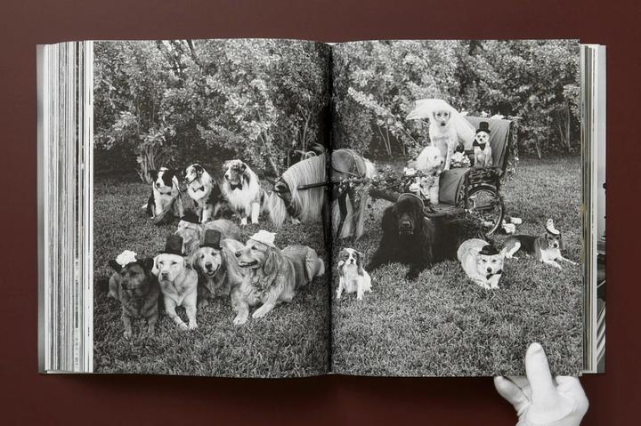 Produktbild Bruce Weber. The Golden Retriever Photographic Society (Deutsch, Französisch, Englisch, Jane Goodall, 2021)