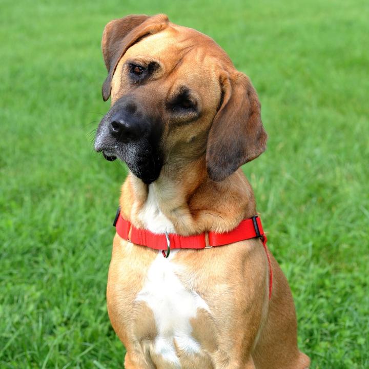Immagine prodotto Red Dingo DINGO Easy Walk - Pettorina per cani - 42-64 cm (Cane, Generale)