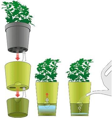 Actual product image Emsa Fresh Herbs (13 cm)