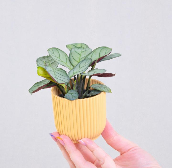 Produktbild Plant in a Box Ctenanthe Burle-Marxii 'Amagris' - Korbmarante (25 cm)
