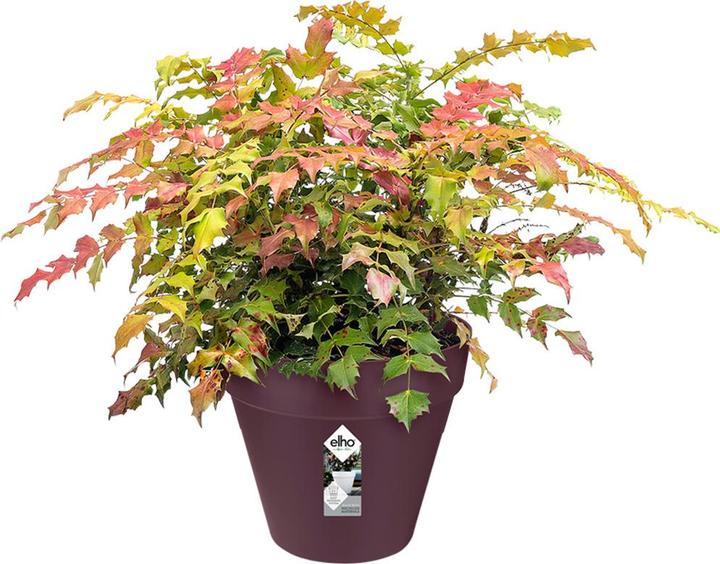 Produktbild Elho Loft Urban (20 cm)