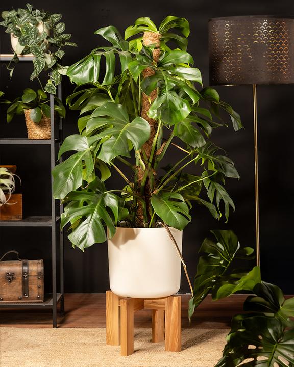Immagine prodotto feey Monstera XL (125 cm, Appena rinvasata)