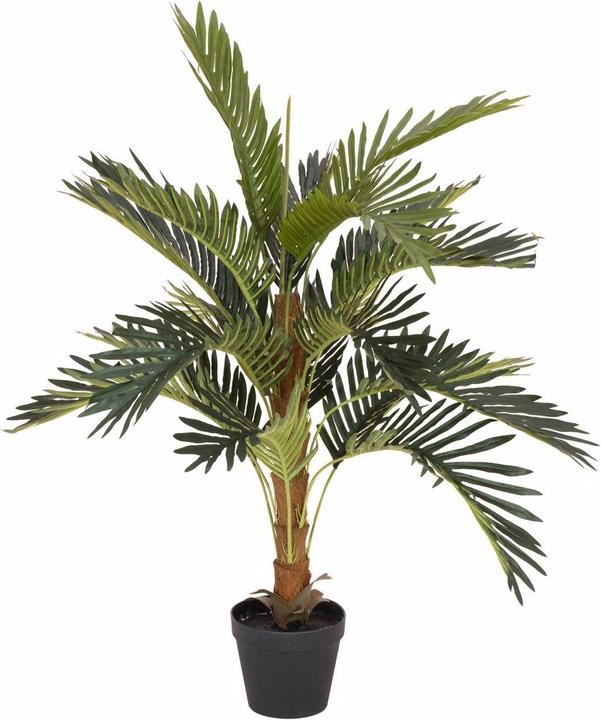 Produktbild Europalms Kokospalme (90 cm)