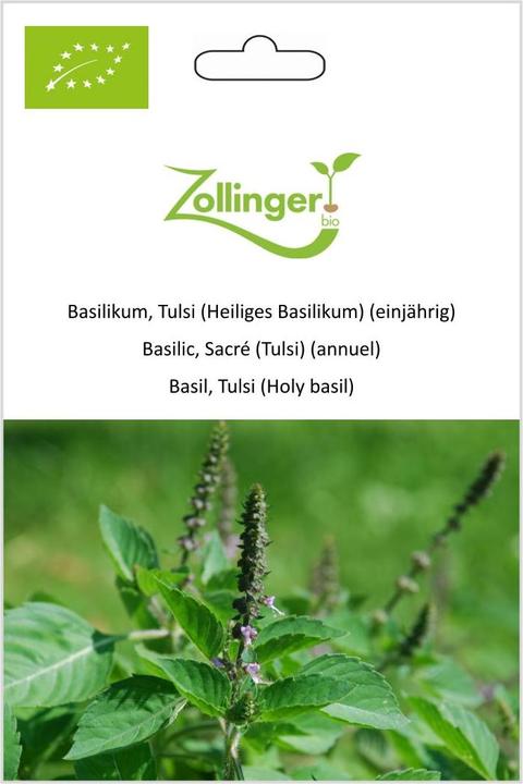 Image du produit Zollinger Bio Basilic, Tulsi (Basilic sacré) (plante annuelle)