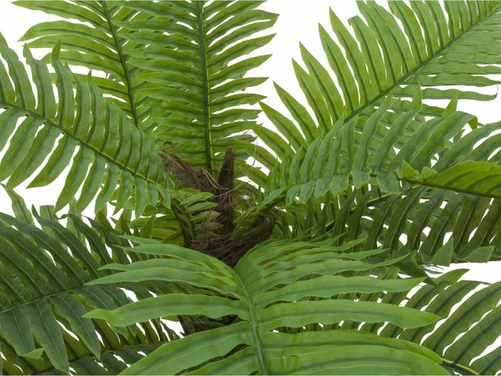 Actual product image Europalms Cycas palm, artificial plant, 70cm (70 cm)