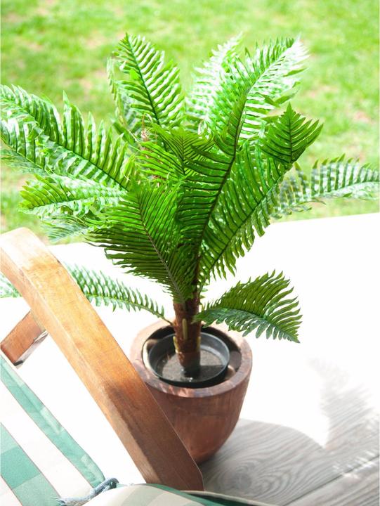 Actual product image Europalms Cycas palm, artificial plant, 70cm (70 cm)