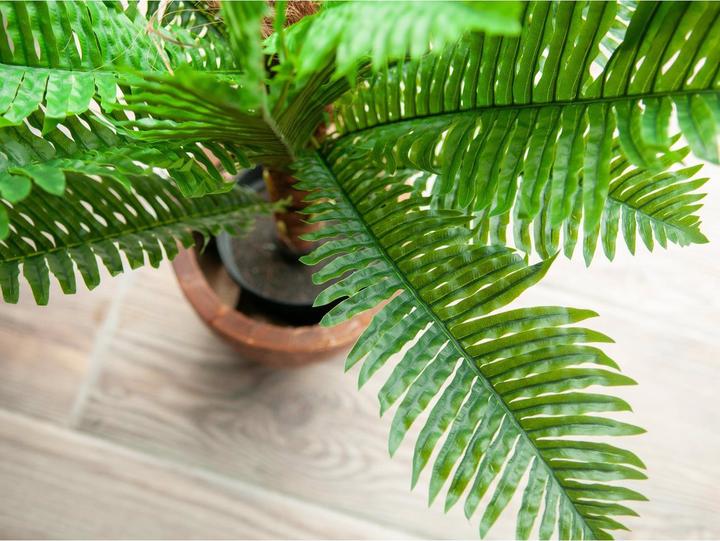 Actual product image Europalms Cycas palm, artificial plant, 70cm (70 cm)