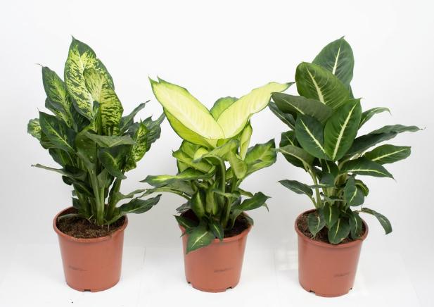 Immagine prodotto Fresca-Plant Dieffenbachia Mix (17 cm)