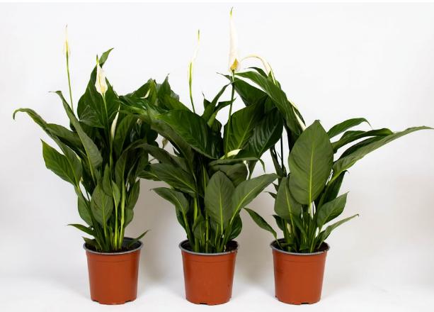 Fresca-Plant Spathipyllum Vivaldi (17 cm)