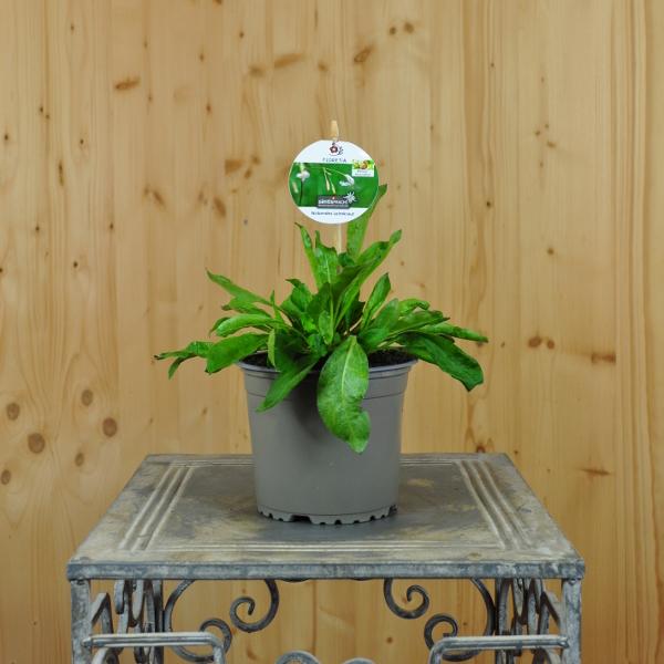 Immagine prodotto Säntispracht Set di 4, Lucciola annuente, il profumo notturno - Silene nutans Lucciola annuente (60 cm)