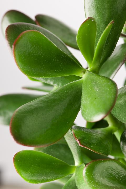 Immagine prodotto Plant in a Box Crassula ovata Minor - Pianta di giada (60 cm)