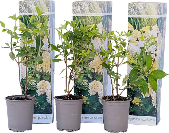 Produktbild Plant in a Box Hydrangea Paniculata 'Phantom' - 3er Set Hortensien (25 cm)