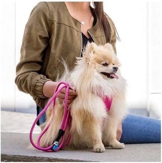 Produktbild Curli Stretch Comfort Leine (L, Hund, Hundesport)