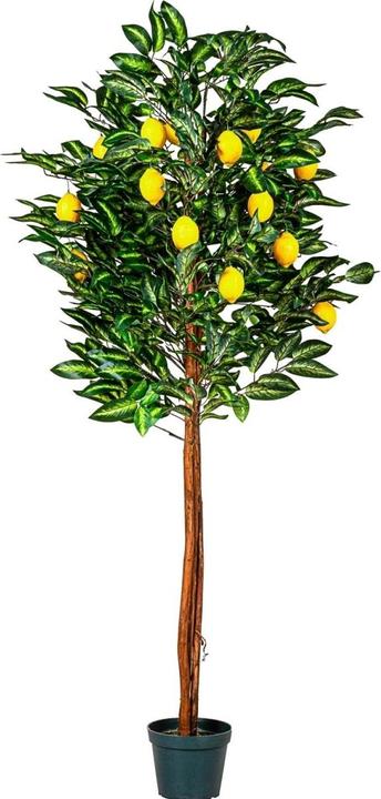 Plantasia Plante artificielle Citronnier 180cm (180 cm)