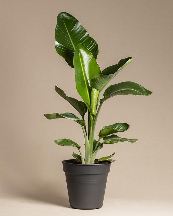 Immagine prodotto feey Strelitzia XL (110 cm, Appena rinvasata)