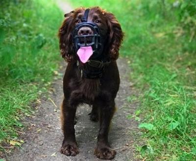 Produktbild Company of Animals Maulkorb Ultra Muzzle (4, Hund, Allgemein)