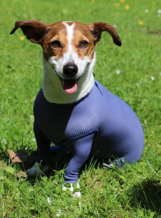 Produktbild Vetmedcare Hunde Body mit Beinen (Hund)