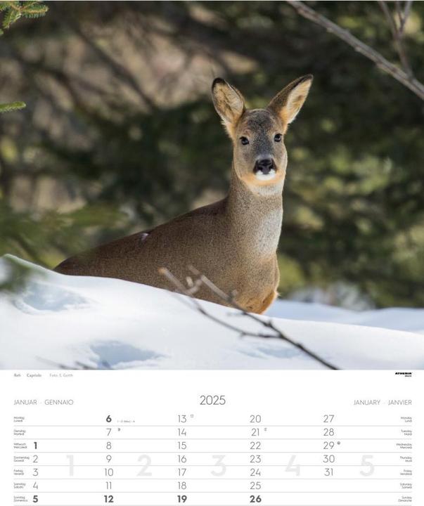Produktbild Tiere der Alpen - Kalender 2025 (Harter Einband, Französisch, Englisch, Deutsch, Italienisch)