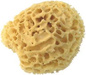 Actual product image Herba Real natural sponge