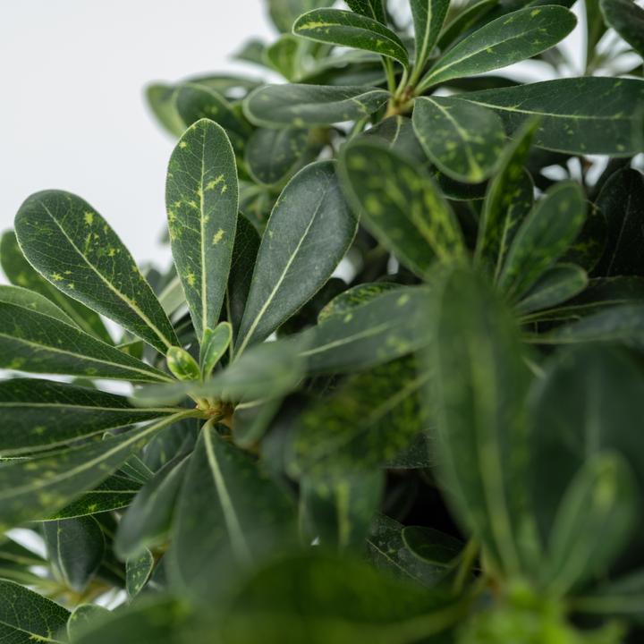 Actual product image Plant in a Box Pittosporum tobira nanum - Laurel (30 cm)