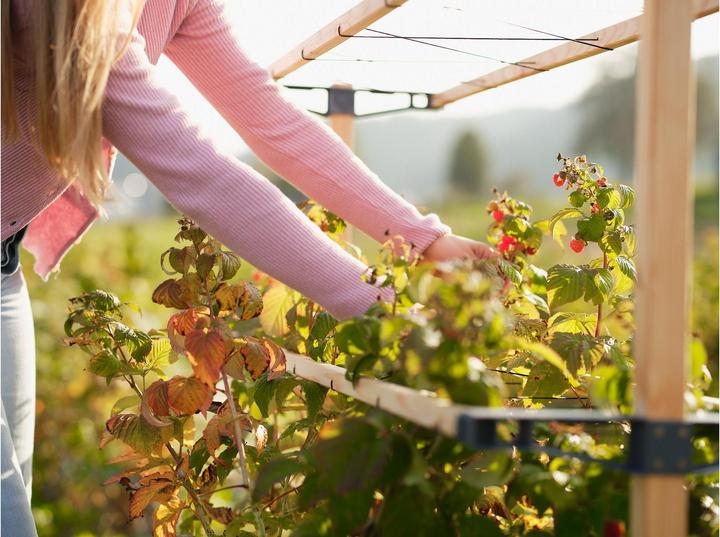 Actual product image Gusta Garden Berry Buddy (93 cm, 11.90 cm)