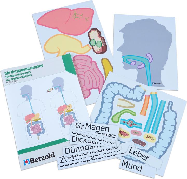 Immagine prodotto Betzold Organi digestivi, materiale per lavagna magnetica (Tedesco, Francese, Inglese)