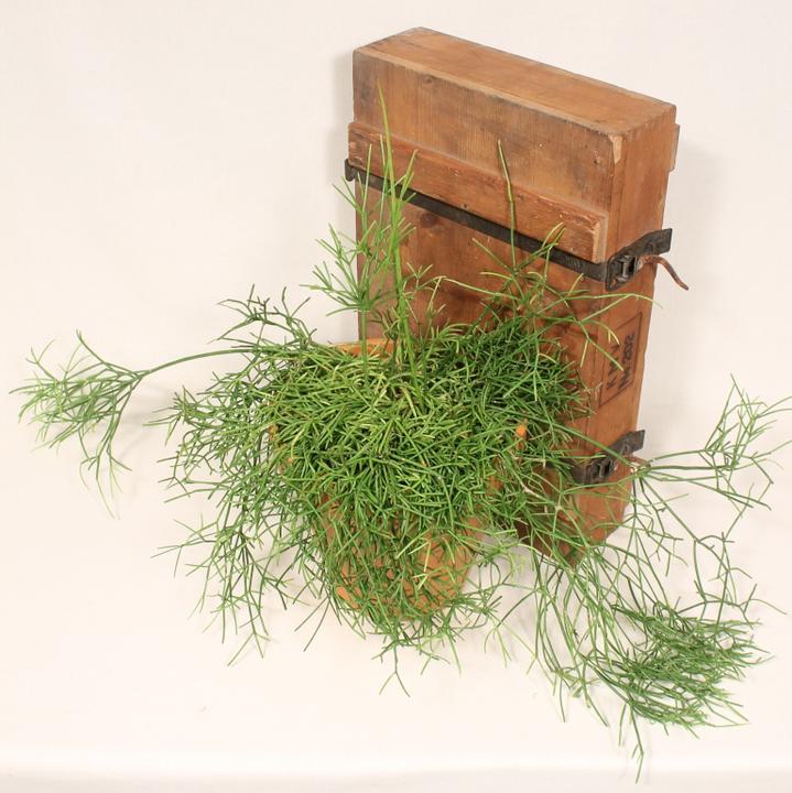 Produktbild Kakteen Gautschi Rhipsalis cassutha (35 cm)