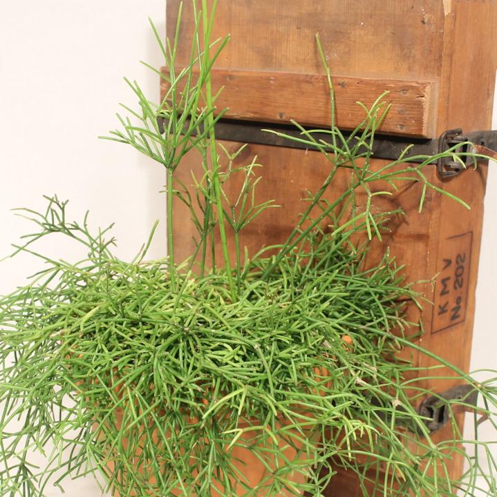 Produktbild Kakteen Gautschi Rhipsalis cassutha (35 cm)