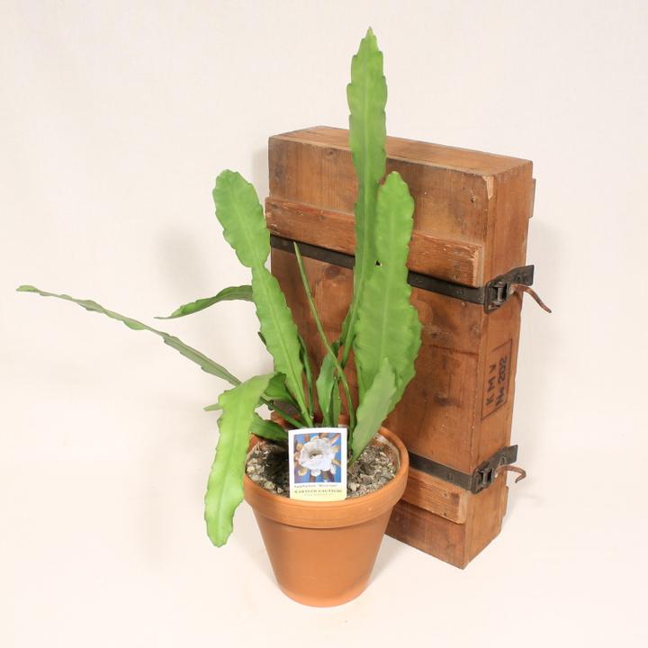 Produktbild Kakteen Gautschi Epiphyllum weiss (50 cm)