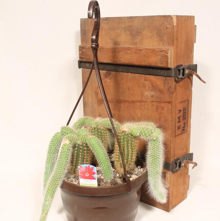 Image du produit Kakteen Gautschi Cleistocactus colademononis (25 cm)