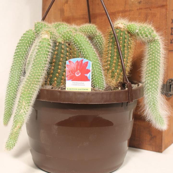 Image du produit Kakteen Gautschi Cleistocactus colademononis (25 cm)