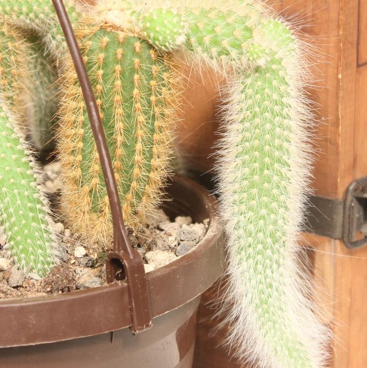 Image du produit Kakteen Gautschi Cleistocactus colademononis (25 cm)