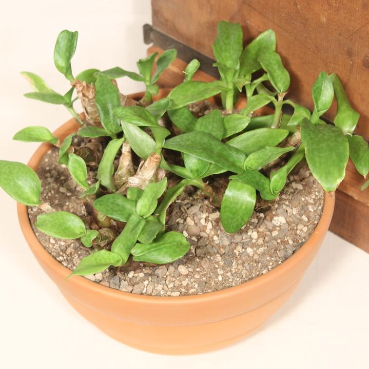 Produktbild Kakteen Gautschi Scilla peruviana (20 cm)