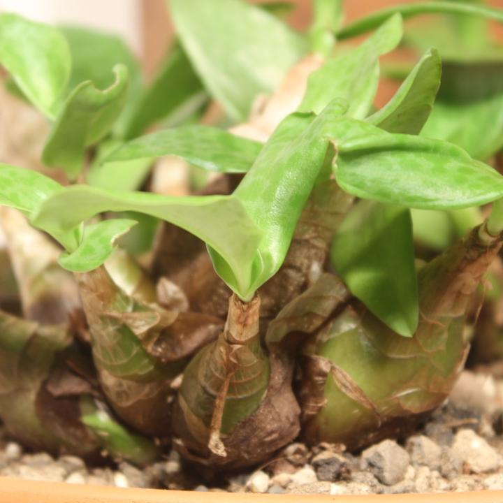 Produktbild Kakteen Gautschi Scilla peruviana (20 cm)