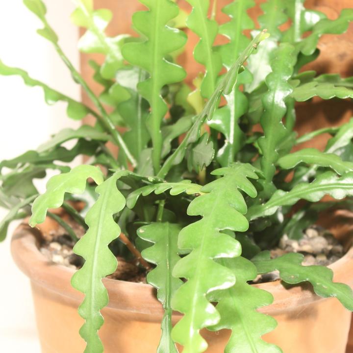 Immagine prodotto Kakteen Gautschi Epiphyllum anguliger (40 cm)