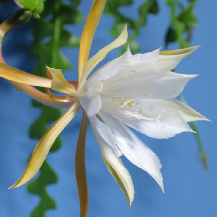 Actual product image Kakteen Gautschi Epiphyllum anguliger (14 cm)
