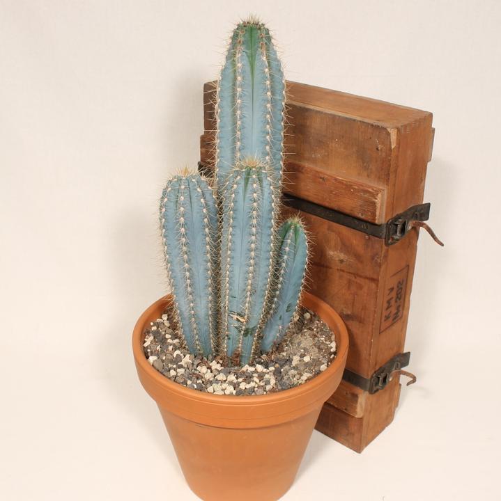 Image du produit Kakteen Gautschi Pilosocereus azureus (45 cm)