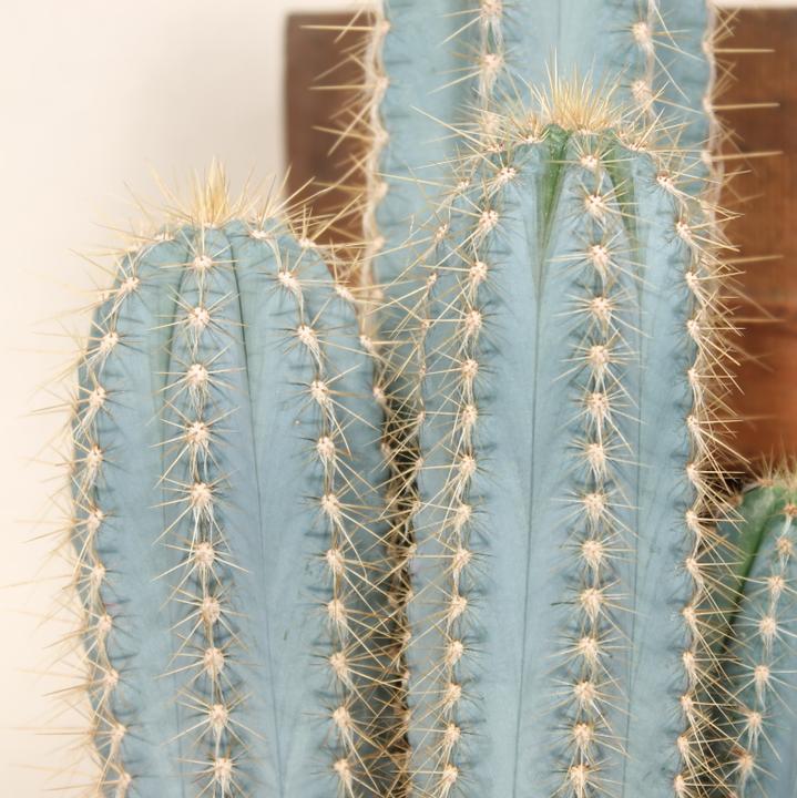 Image du produit Kakteen Gautschi Pilosocereus azureus (45 cm)
