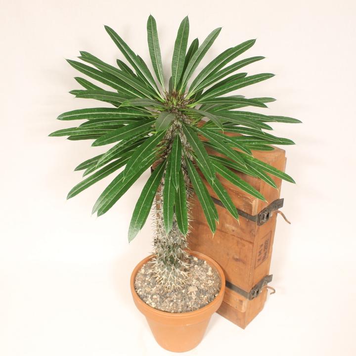 Produktbild Kakteen Gautschi Pachypodium lameri (50 cm)