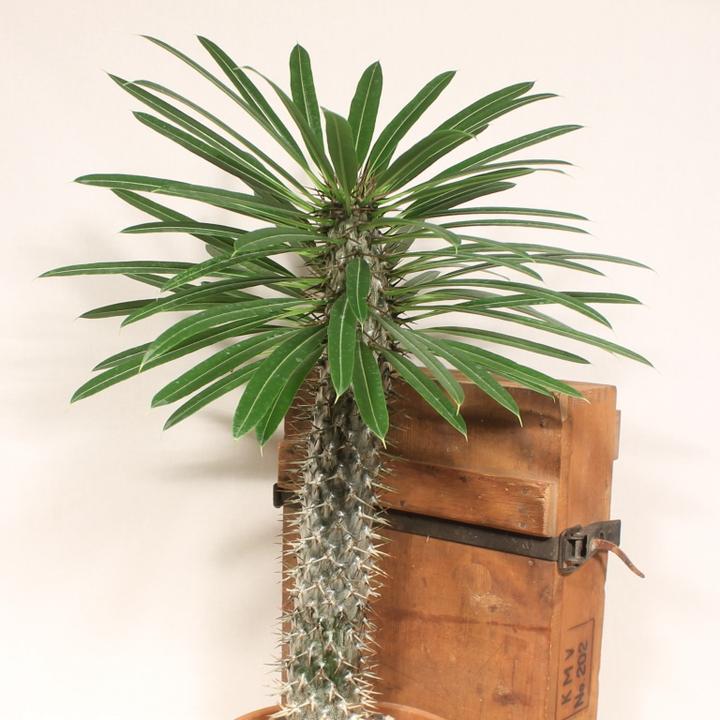Produktbild Kakteen Gautschi Pachypodium lameri (50 cm)