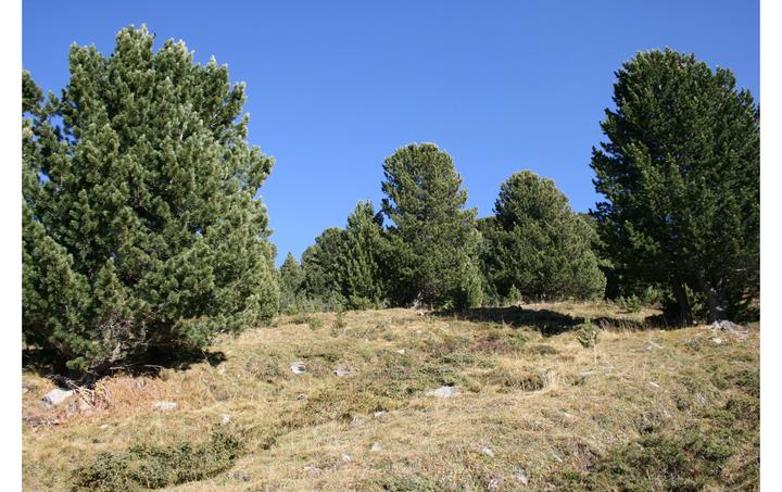 Image du produit Albis Arven 500 (720 g, 160 x 210 cm)