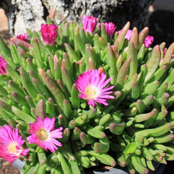 Image du produit Säntispracht Set de 2, Fleur de midi - Delosperma Hot Pink Wonder (15 cm)