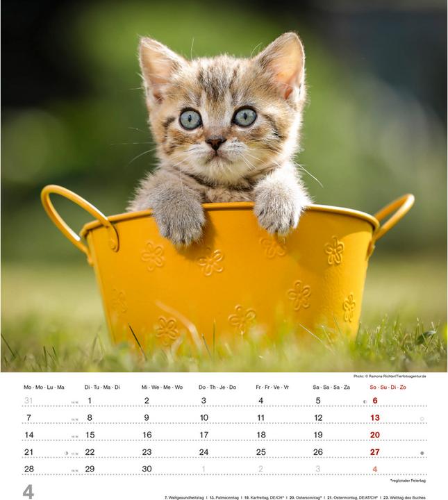 Actual product image Alpha Edition Cute kittens 2025 picture calendar, 30x34cm, calendar with cute kittens (30 x 34 cm, Hardcover, German)