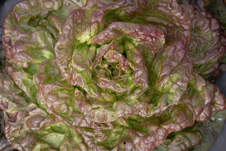 Produktbild Zollinger Bio Kopfsalat, Wunder der Vier Jahreszeiten (Keimlinge)