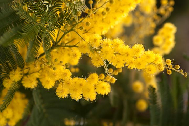 Actual product image Plant in a Box Acacia dealbata Mimosa - Mimosa plants set of 3 (40 cm)