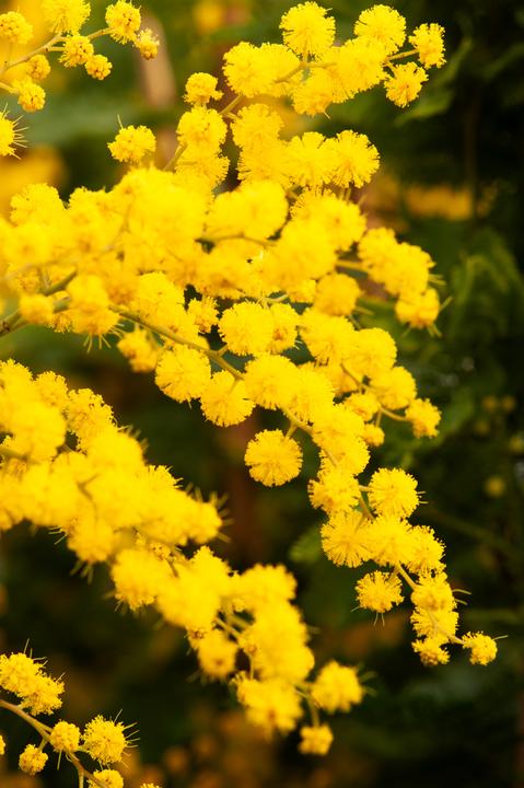 Actual product image Plant in a Box Acacia dealbata Mimosa - Mimosa plants set of 3 (40 cm)