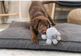 Immagine prodotto Trixie Polpo reversibile, peluche, 19 cm (Giocattolo per cani)