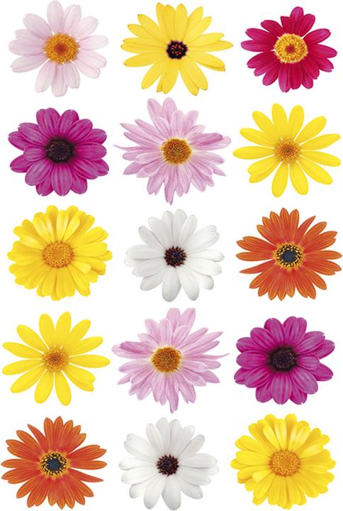 Kleine Wolke Daisies
