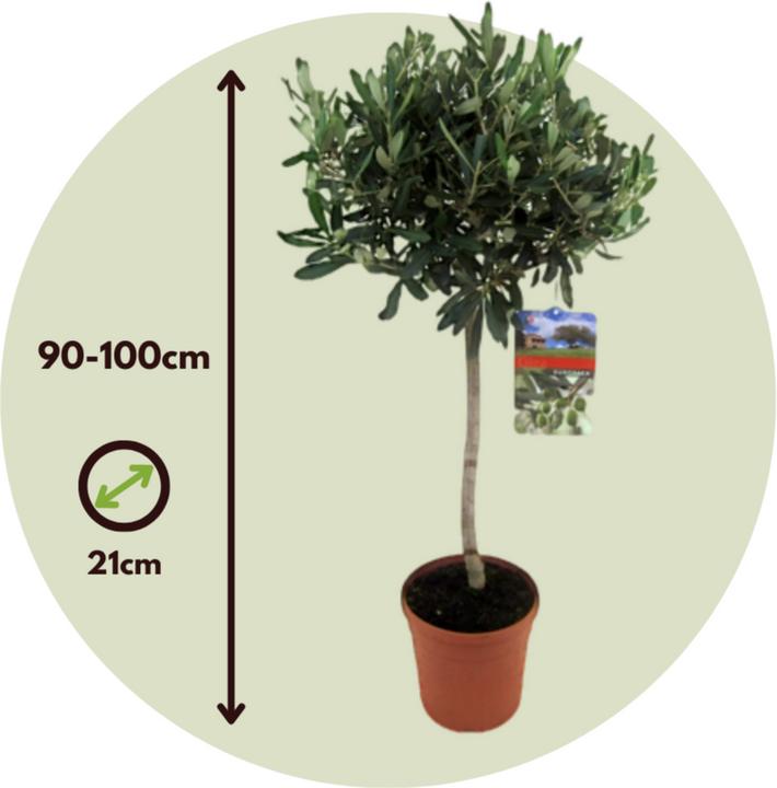 Produktbild Plant in a Box Olea Europaea - 2er Set Olivenbaum (90 cm)