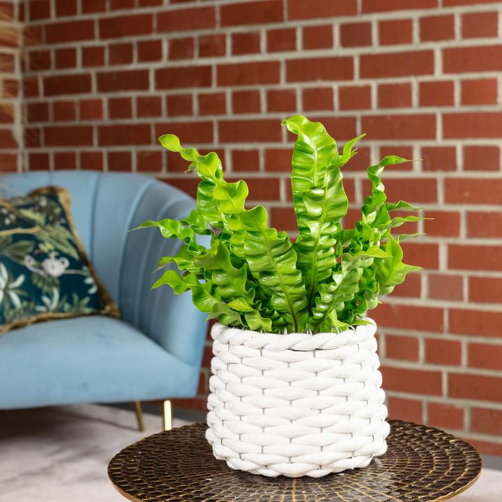 Actual product image Flowerbox Nestfarn - Asplenium nidus 'Crispy Wave' (25 cm)